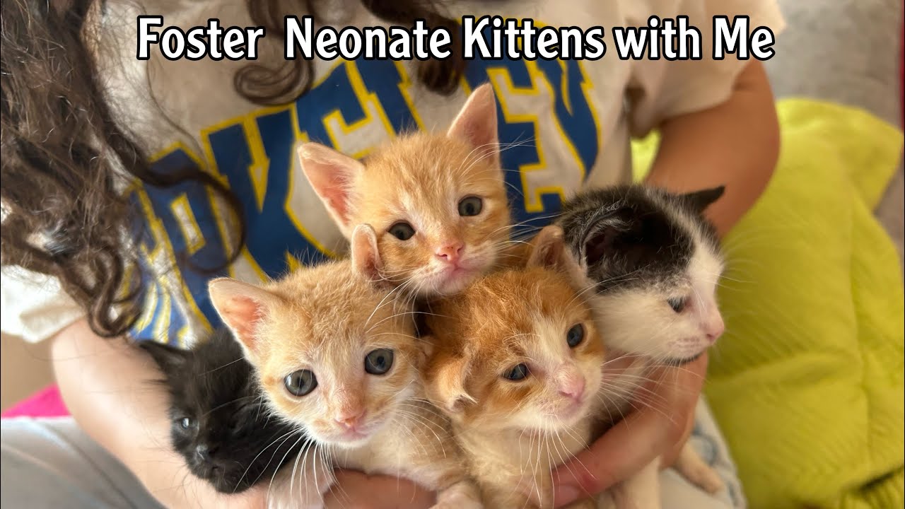 Foster Neonate Kittens with Us
