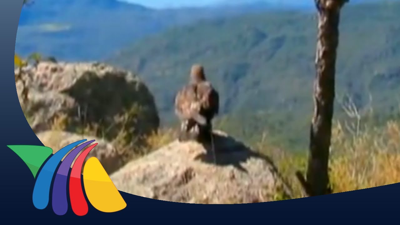 Águila real en el Heroico Colegio Militar