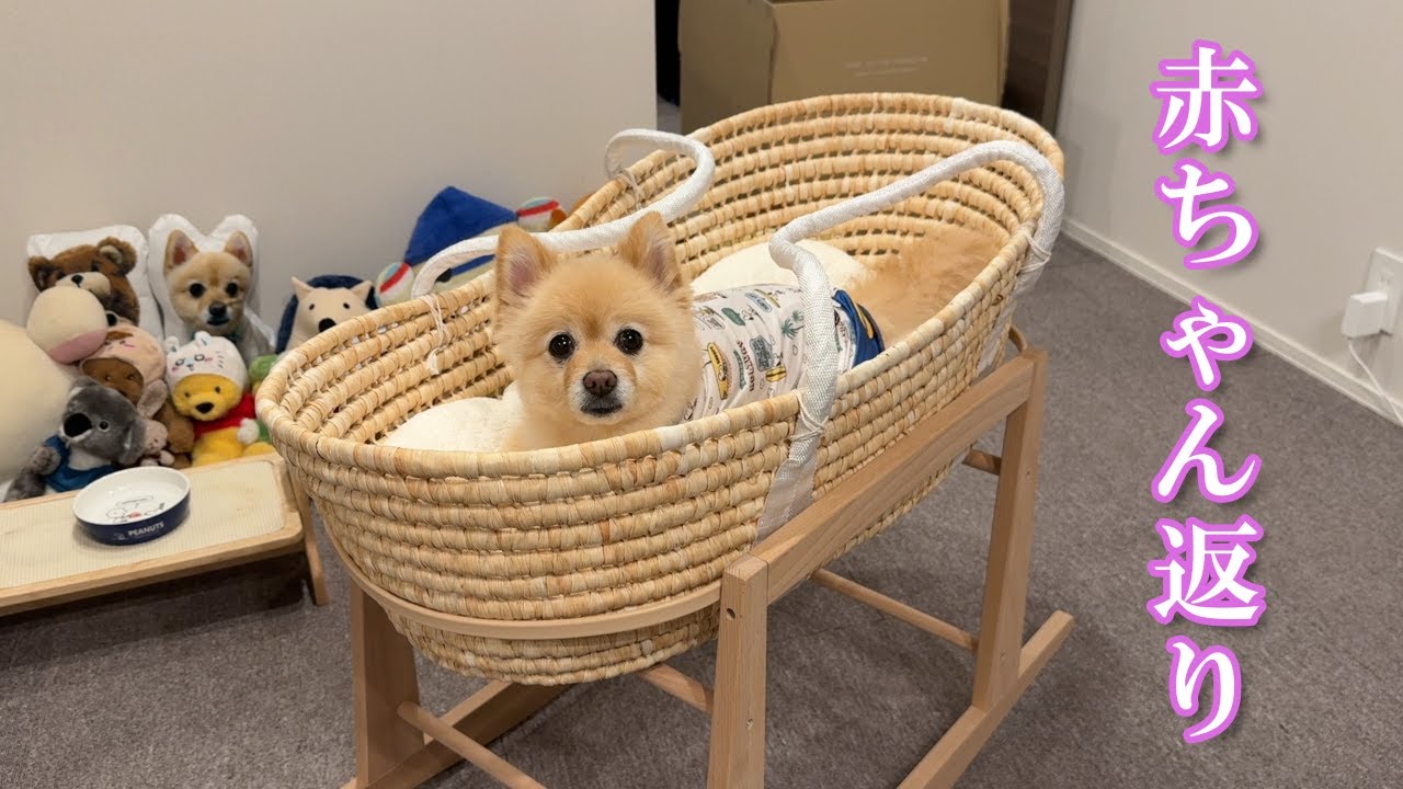 赤ちゃん用のベッドを買ったら案の定こうなりました…
