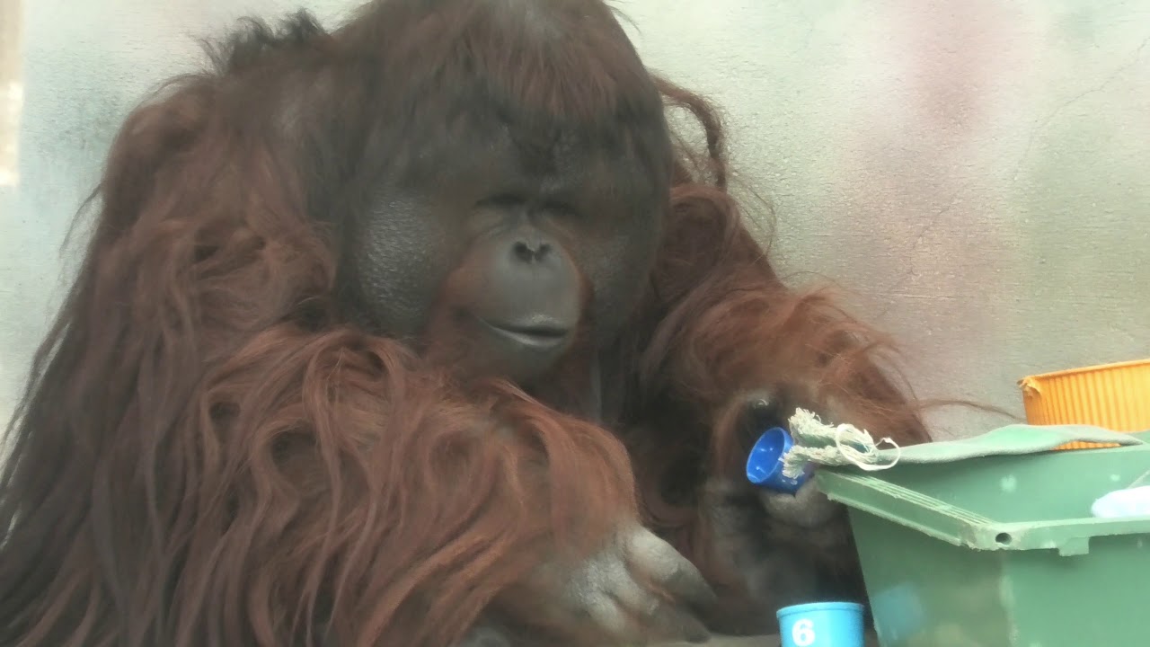 バレンタインの長男ムム　王子動物園　ボルネオオランウータン