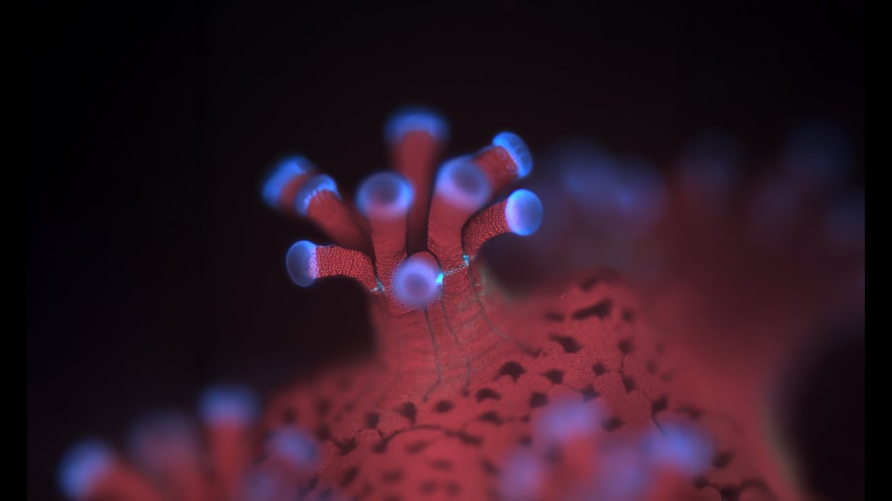 Corals Revealed as Never Before Through a Groundbreaking New Microscope in California