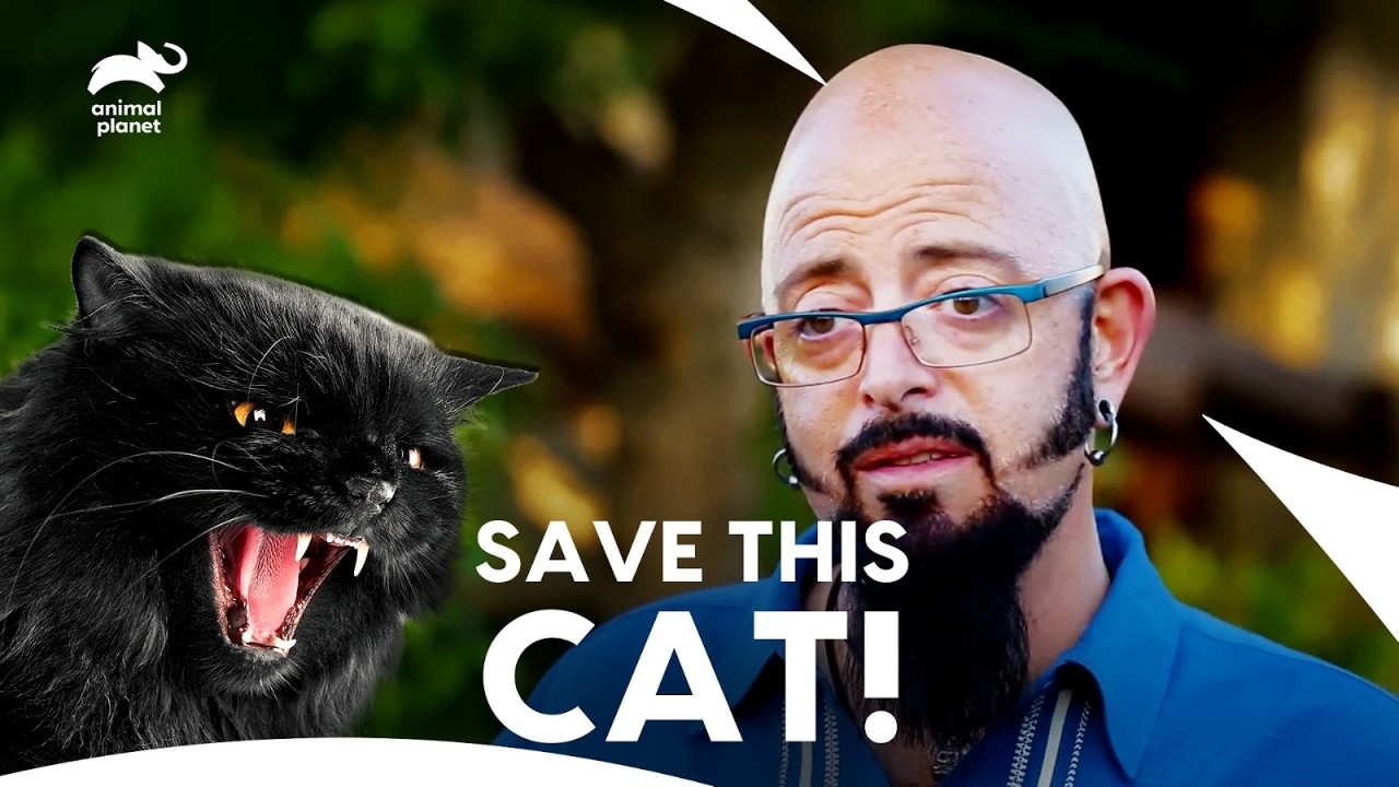 Jackson Gets Emotional! Angry Cat To Loving Cat Transformation | My Cat From Hell | Animal Planet