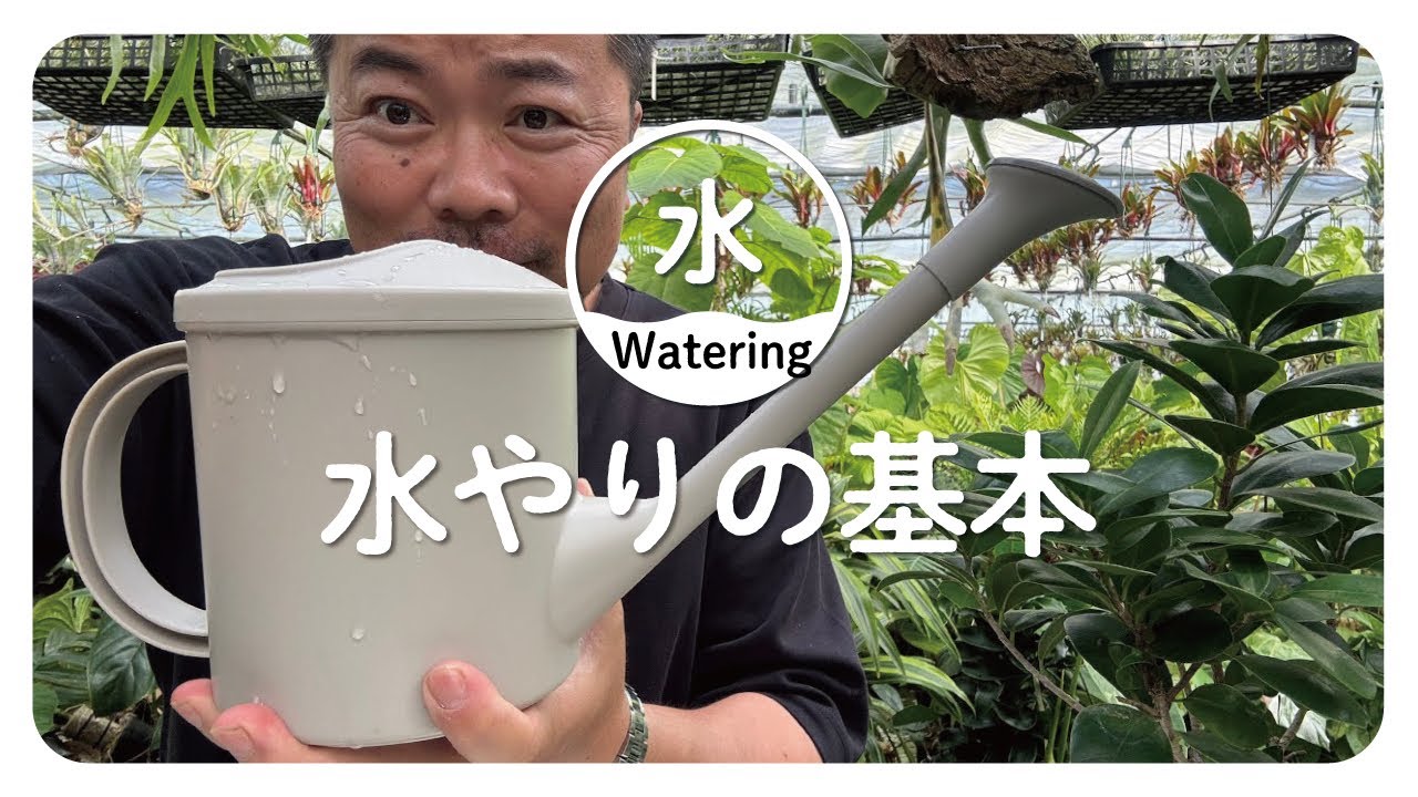 【初心者】必見‼️観葉植物の水やりについて詳しく解説