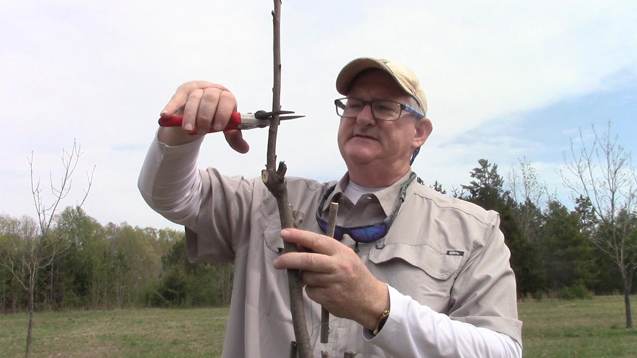 How to graft pecan trees