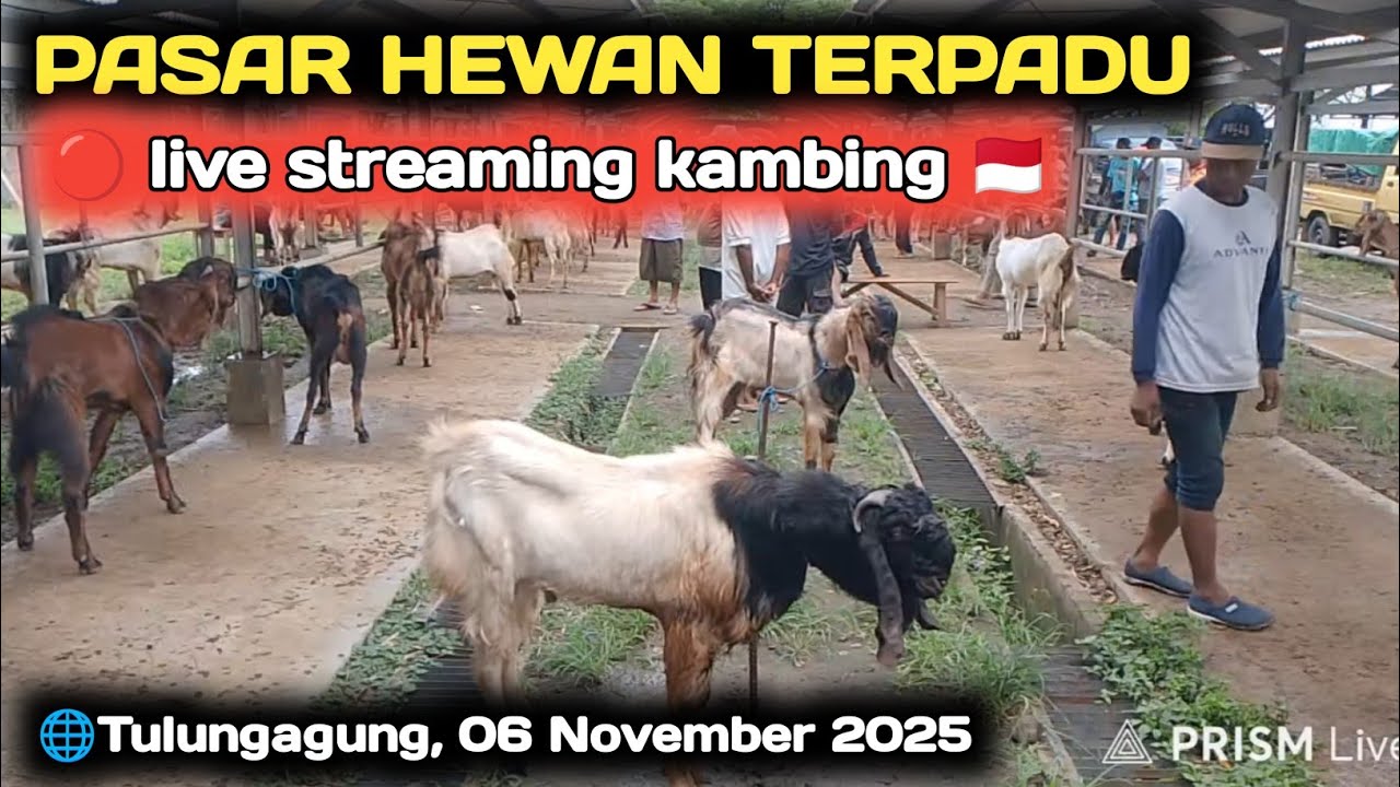 🔴 LIVE PASAR HEWAN TERPADU TULUNGAGUNG