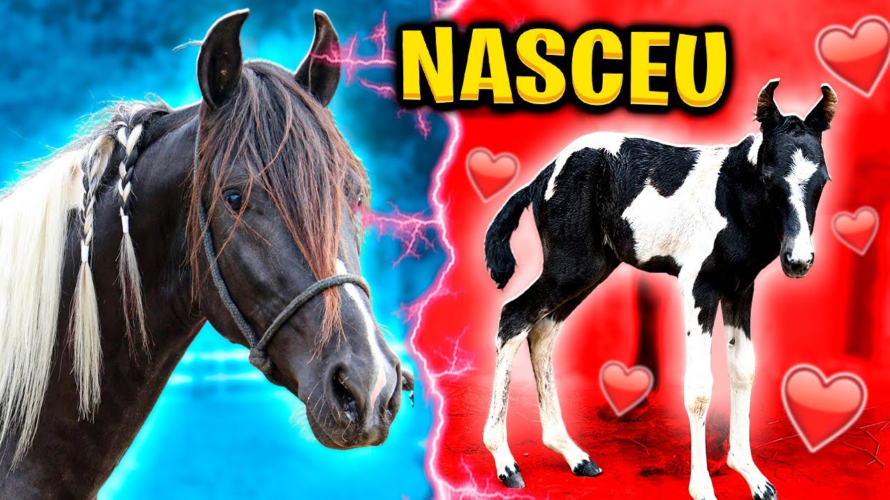 Primeiro Filho do CAVALO Embaixador do Pepê Com a Égua OLINDA