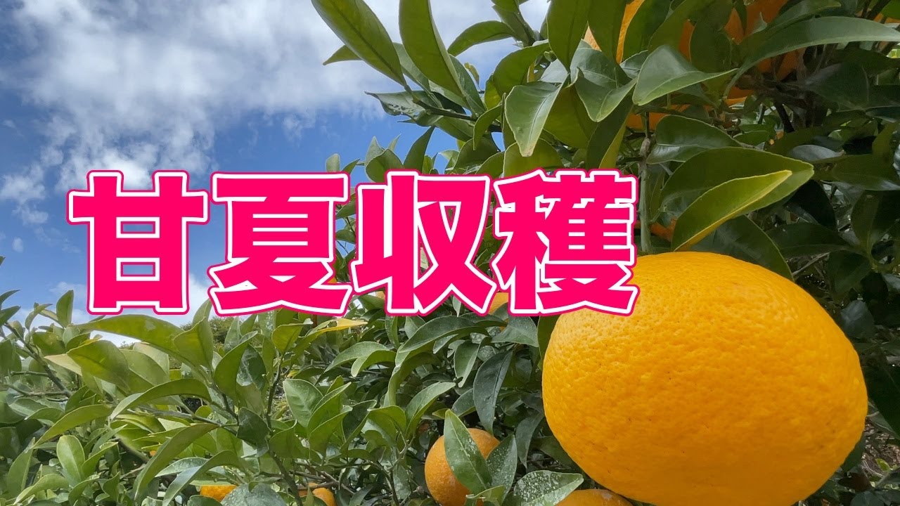 〜甘夏収穫〜今年も甘夏が豊作です。晴れたお休みは甘夏狩りです