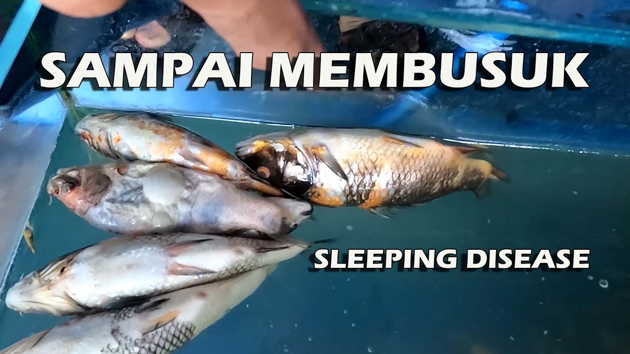 ENDING DARI IKAN KOI YANG SLEEPING DISEASE | Ikan Koi Bobo Cantik