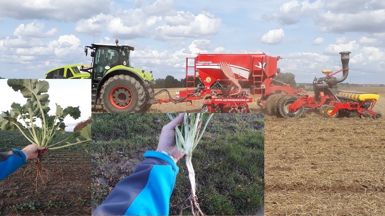 Lustracja Rzepaku InV 1165 wysianego w technologi StripTill.