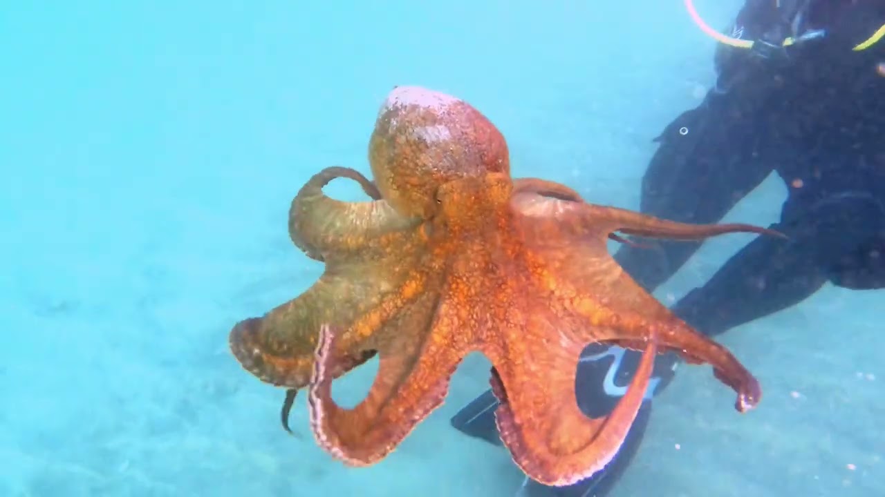 Another active Octopus