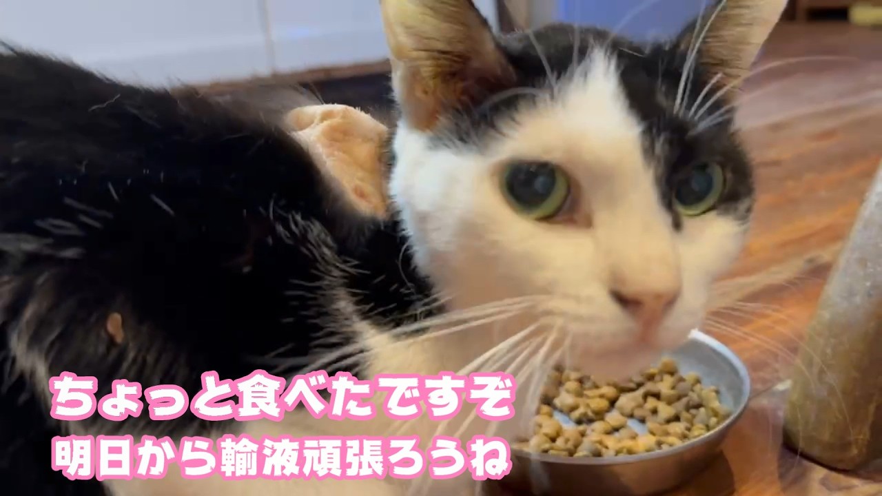 ちょっと食べたですぞ  キュウちゃん明日からと～ちゃん輸液頑張るからね2026 03 06 1