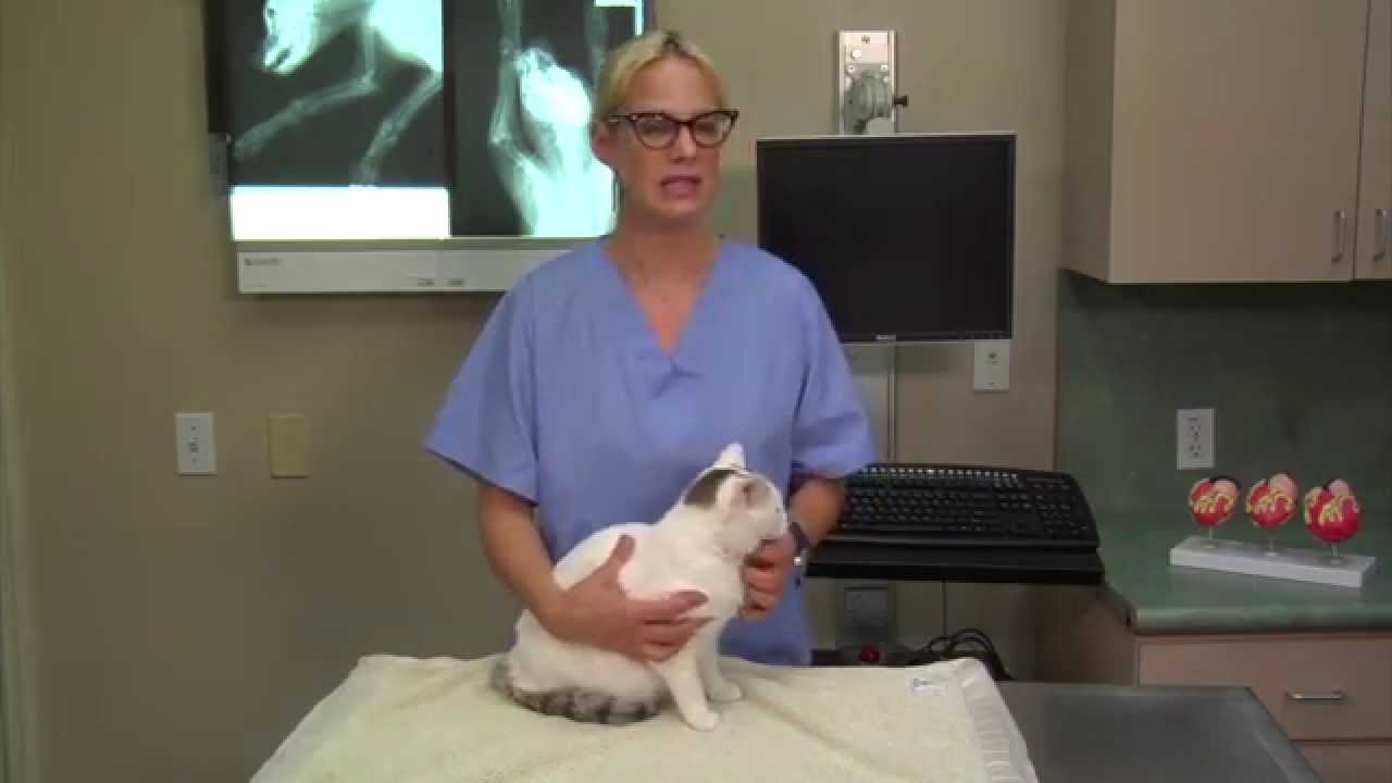 ¿Por Qué Mi Gato... Vomita Bolas de Pelo?