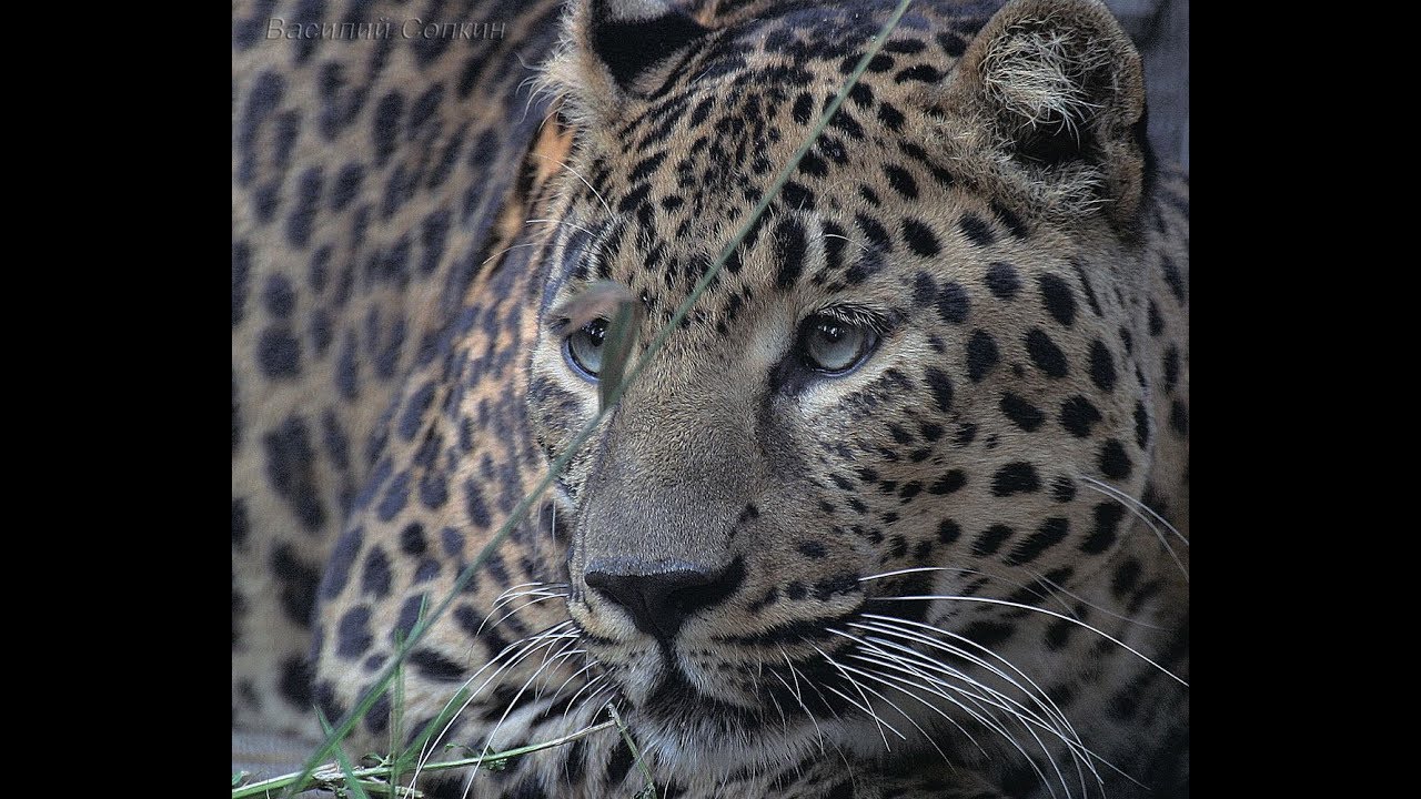 The Circle of Life in the Land of the Leopard