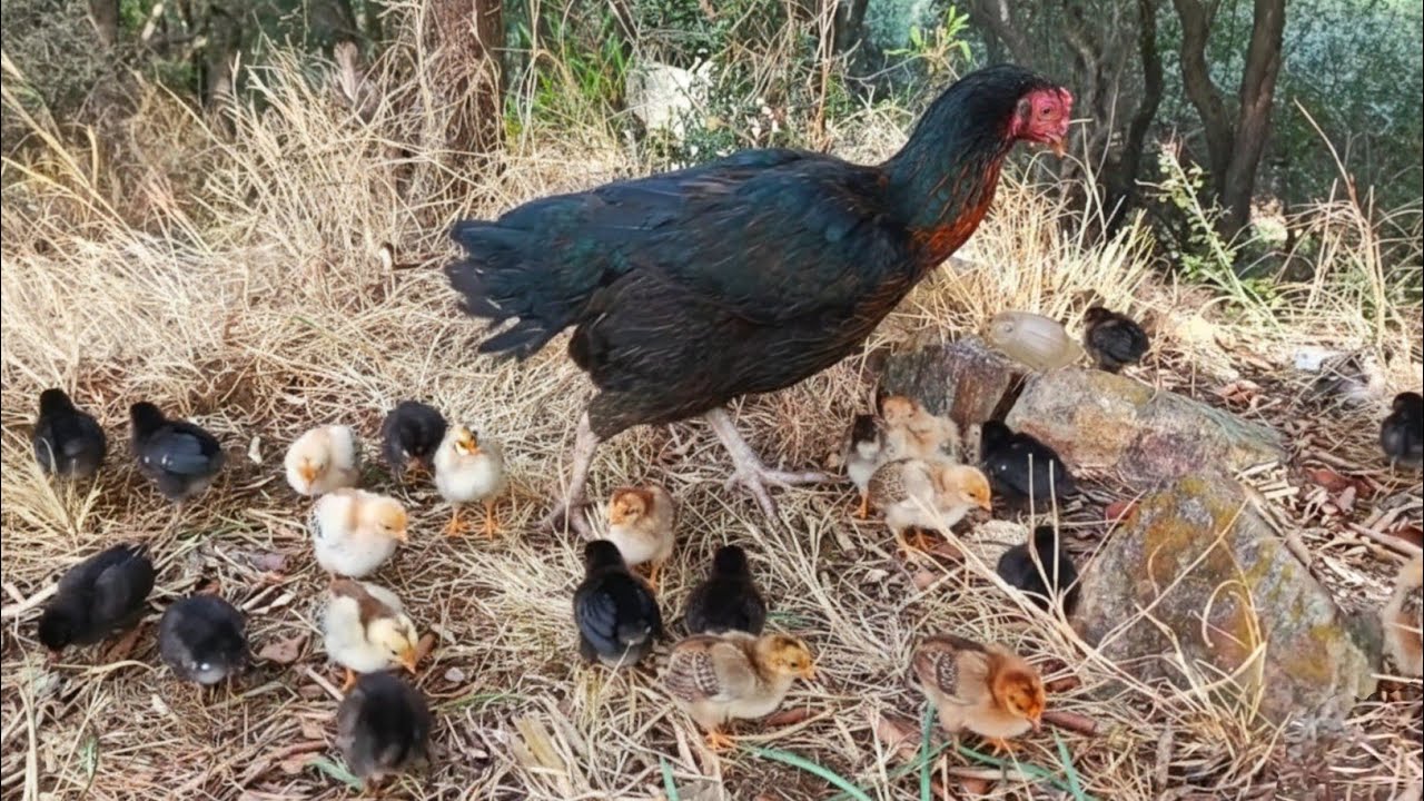 Free-Range Chicks in a Mountain Environment | Hen and Chicks in the Wilderness #hens #chicks
