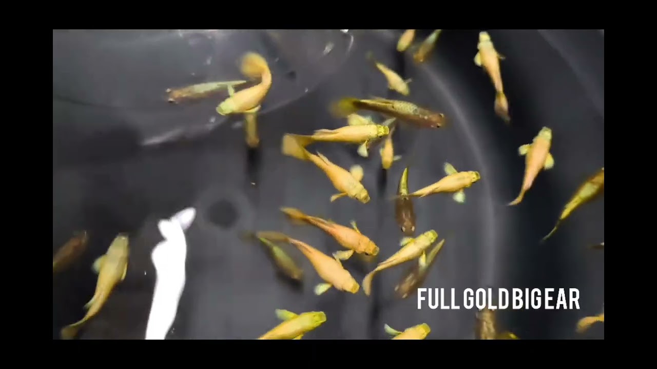 🐠 LIVE STOCK UPDATE – PREMIUM GUPPIES AVAILABLE NOW!