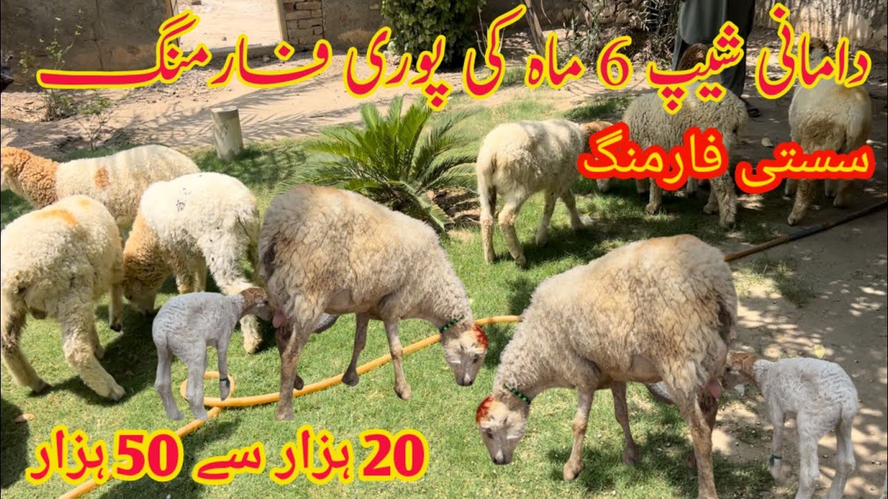 Complete 6-month sheep farming, make a profit of 50 thousand from one animal