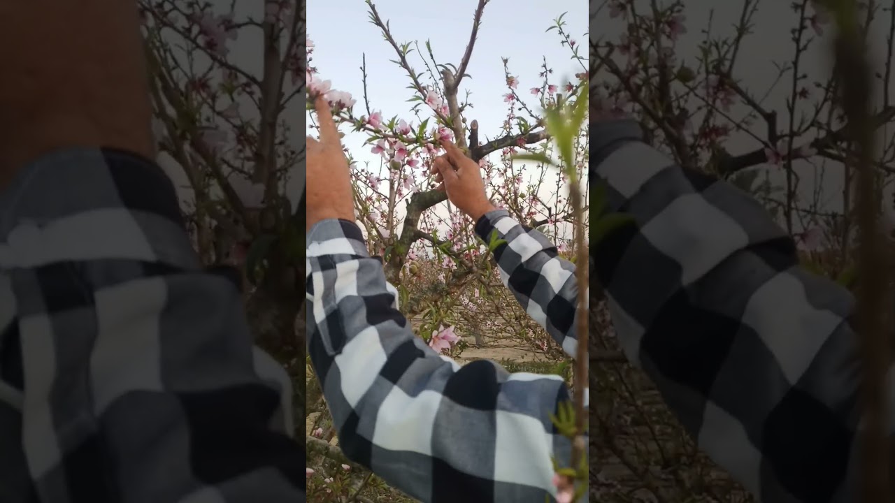 معاملات الخوخ النكتارين