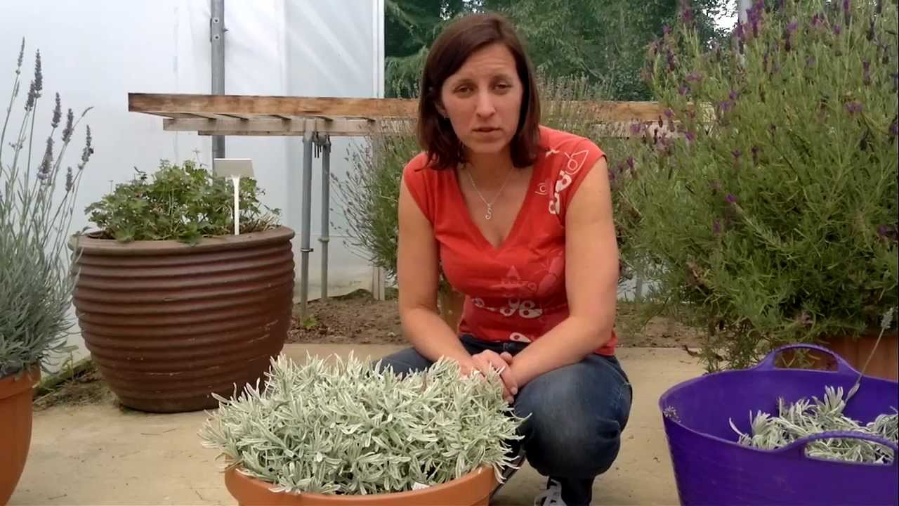 How to cut back English Lavender