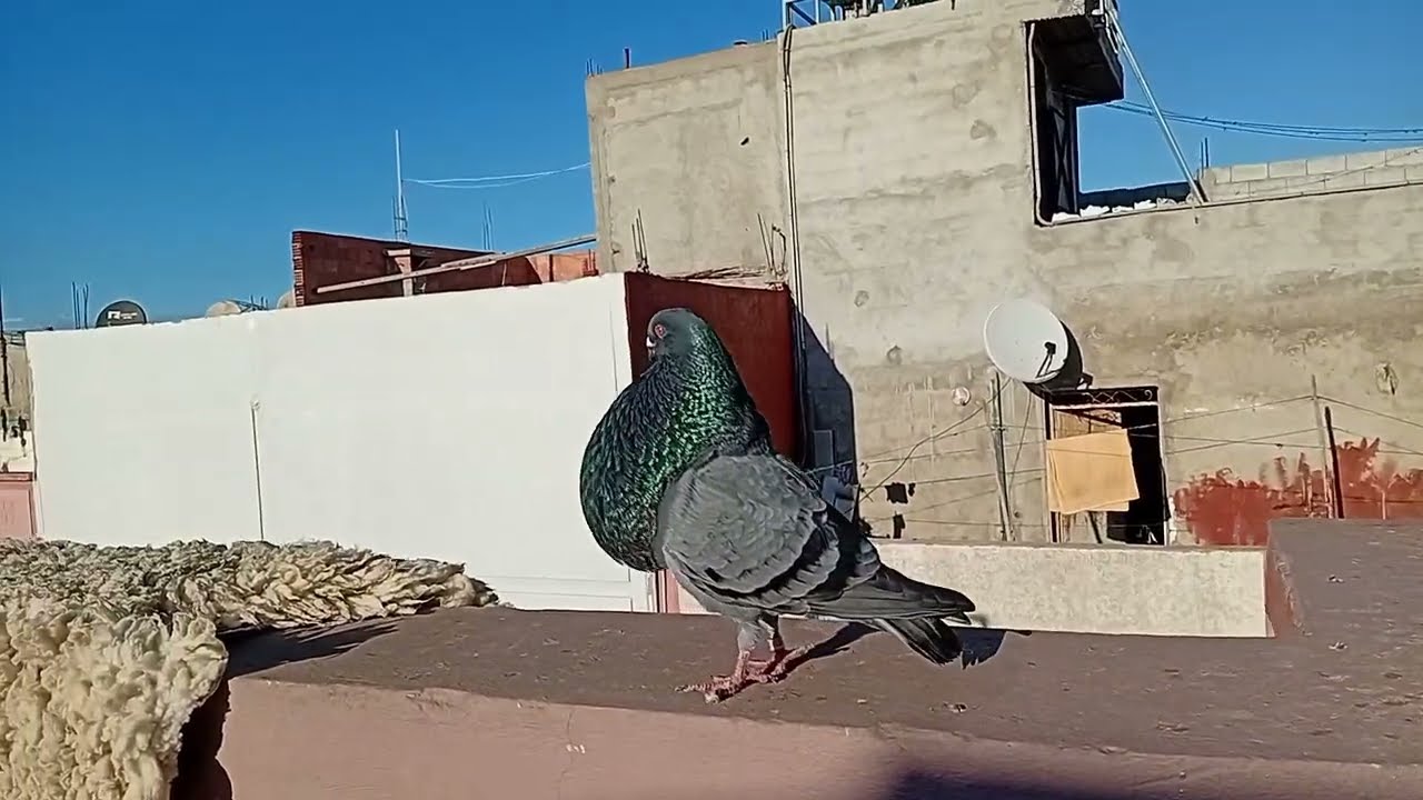الحمام النفاخ المغربي