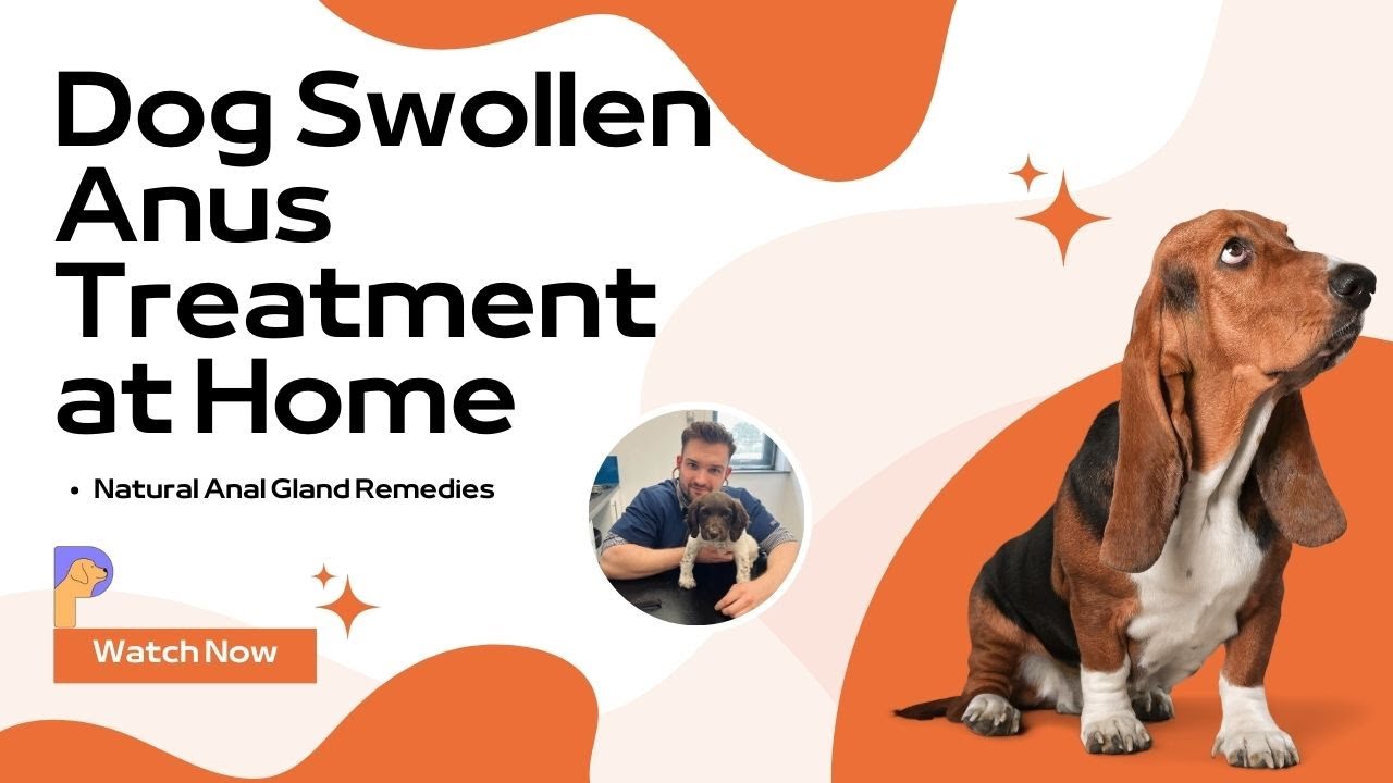 Dog Swollen Anus Home Remedies | Dog Anal Problems | Dr. Alex Crow | PetHealthGuru |