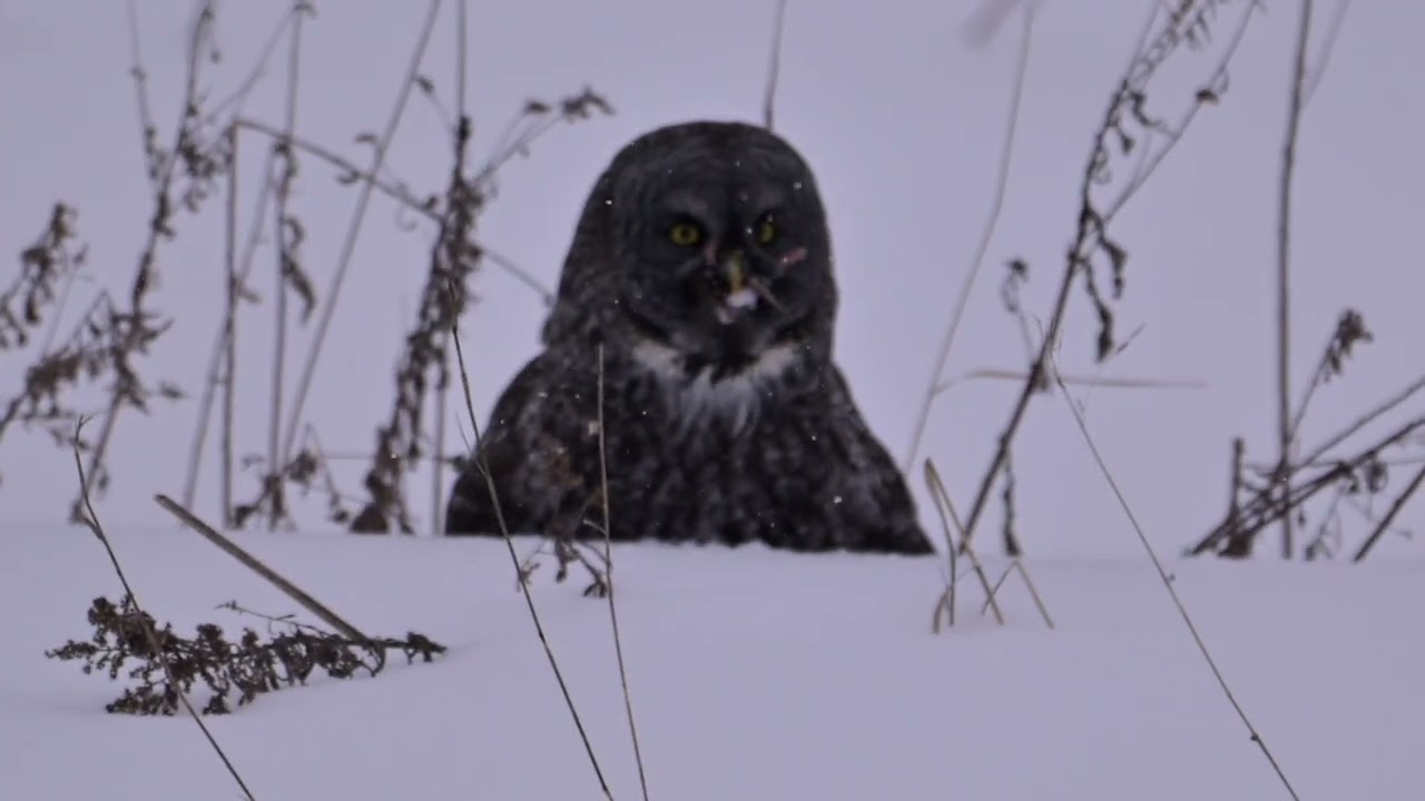 Great Gray Owl having dinner...a rat!