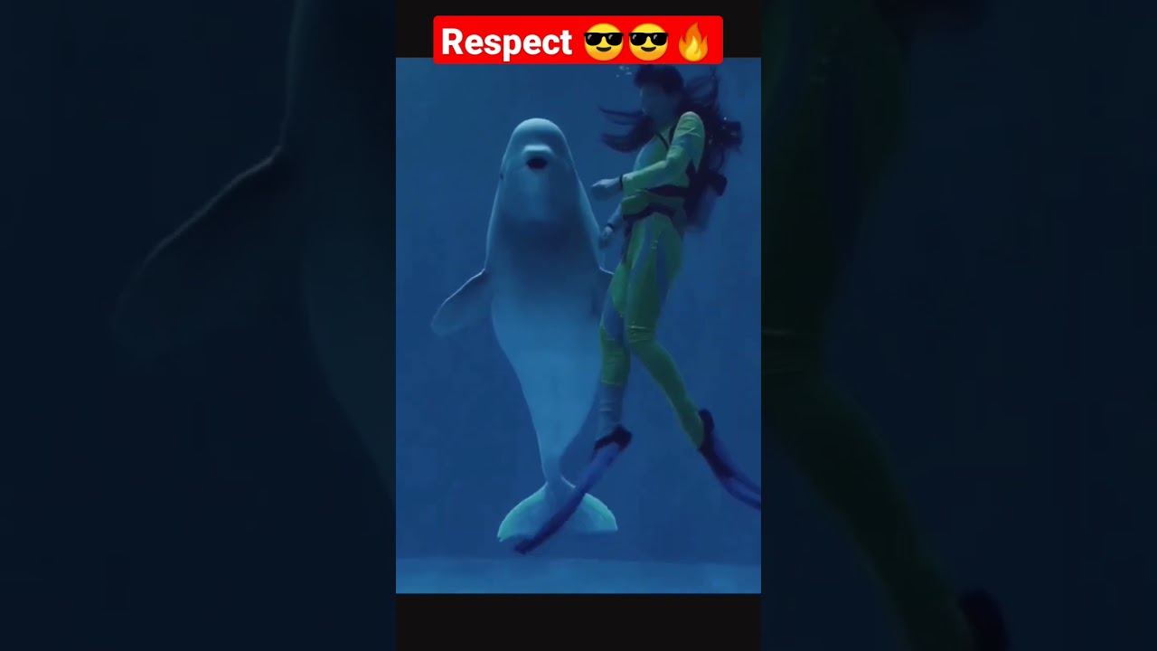Respect  dolphin 💯 04