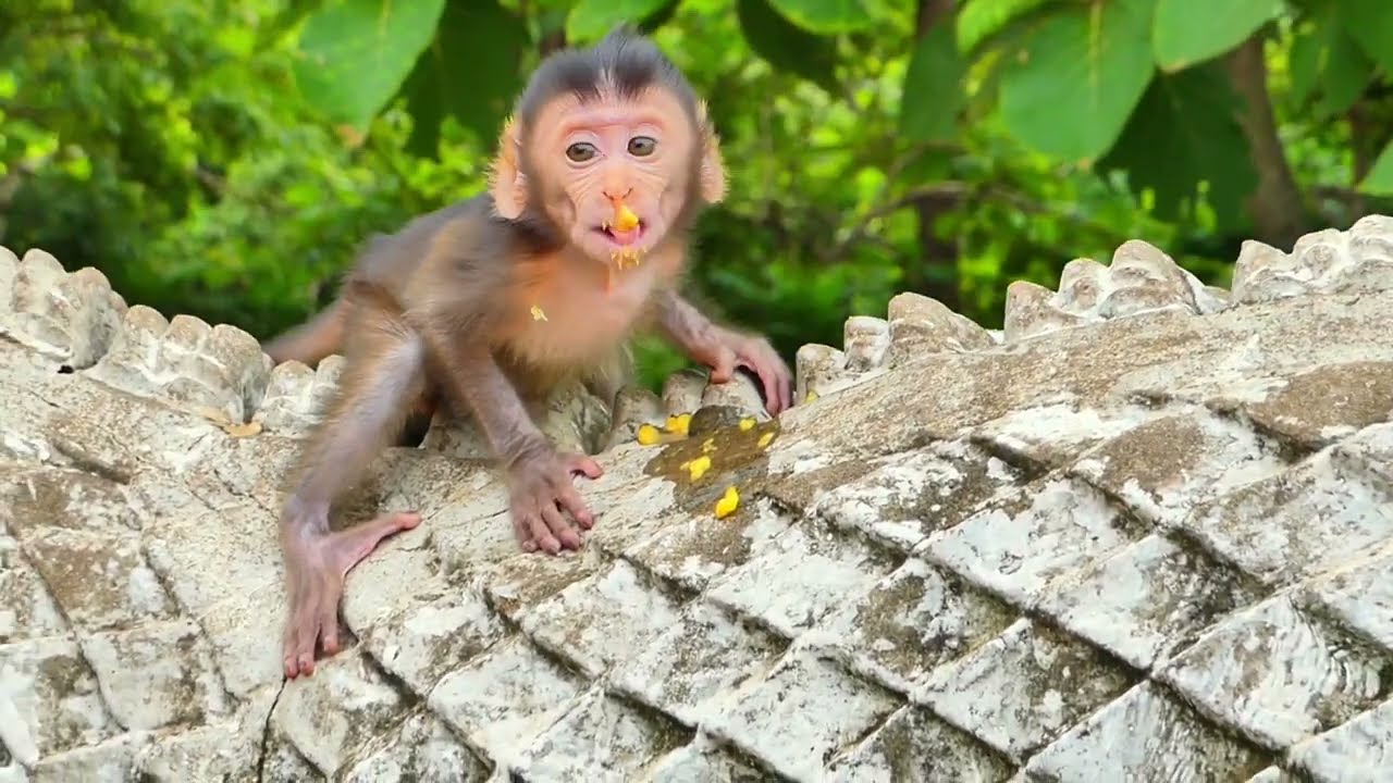 Mama Monkey Gently Checks on Her New Baby’s Health 🐒💛