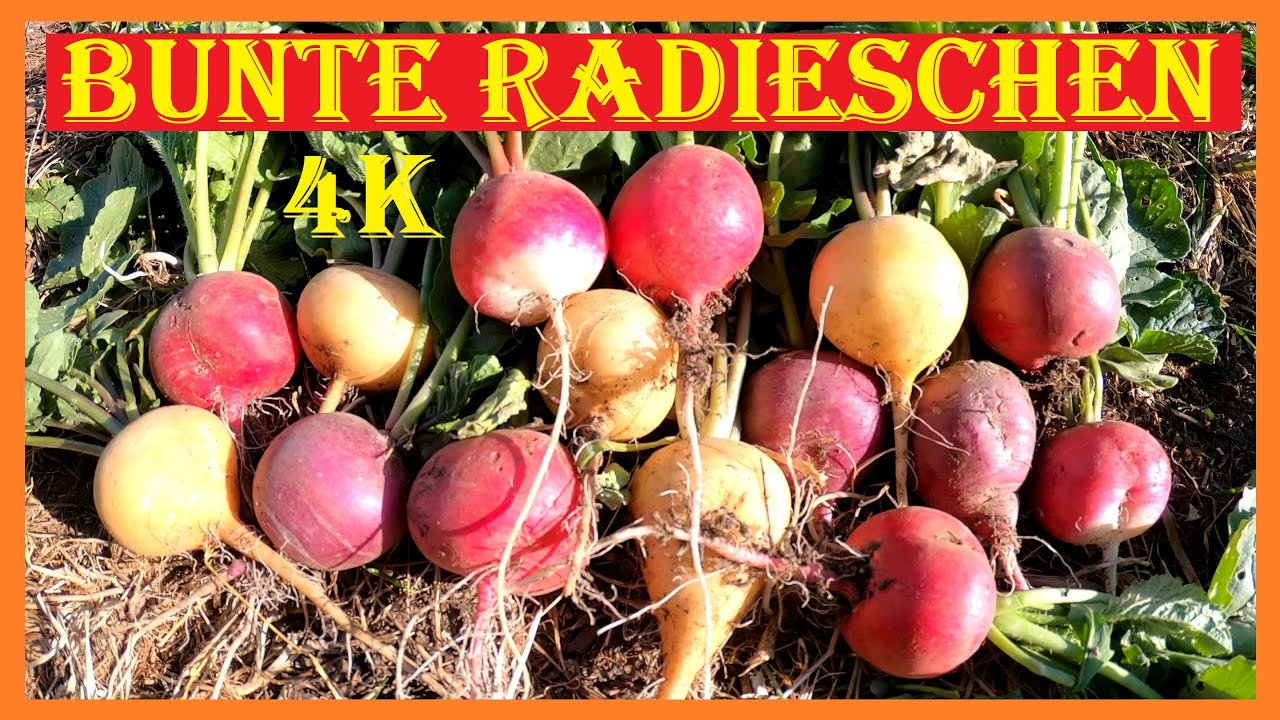 Bunte Radieschen Ostereier Mix von Quedlinburger 🍀 passend zu Ostern - Bunte Radies Ostereier Mix 4K