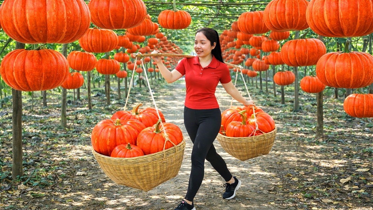 Harvesting 1000+ Unique Giant Pumpkins Goes To Market Sell, How To Make Traditional Pumpkin Porridge