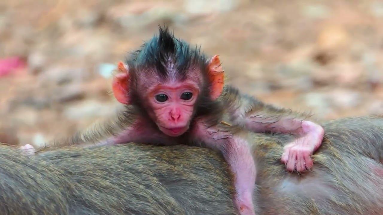 Poor baby need milk from mother to live |  Real Angkor Monkey