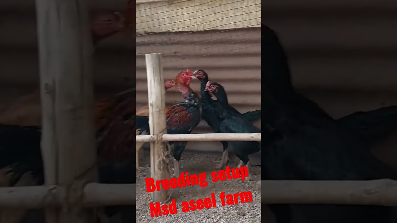 Aseel breeding setup|| msd aseel farm