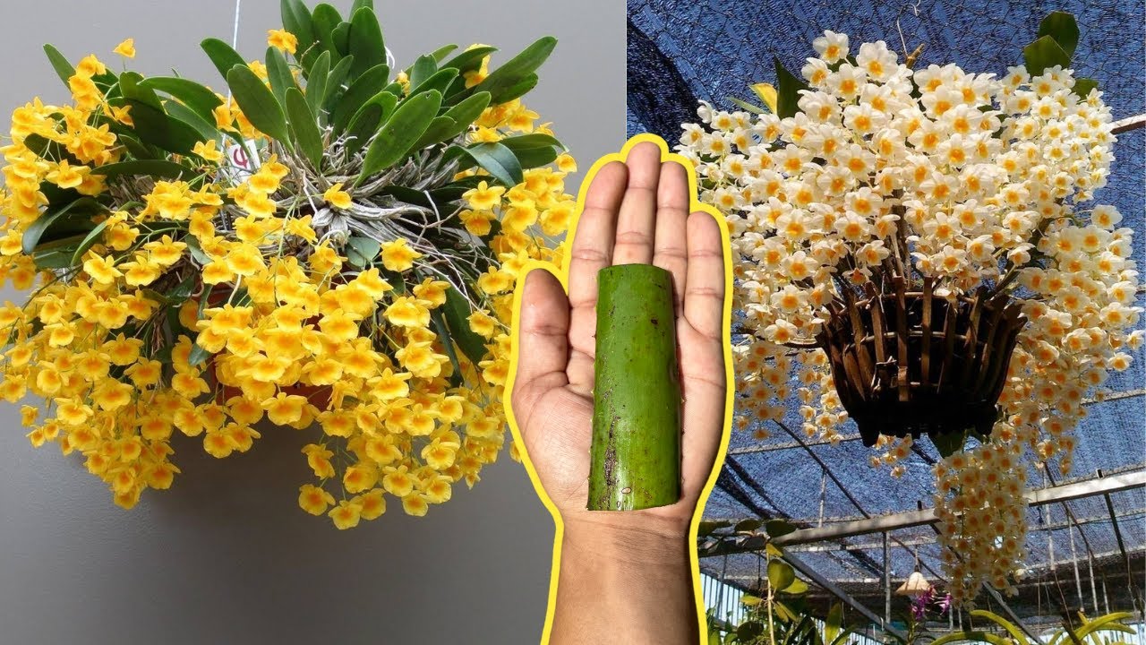 COLOQUE APENAS 1 FOLHA! AS ORQUÍDEAS FLORESCEM DURANTE TODO O ANO DESTA MANEIRA FÁCIL