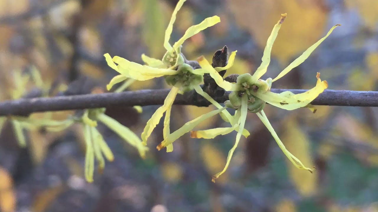 National Witch Hazel Collection - Green Spring Gardens