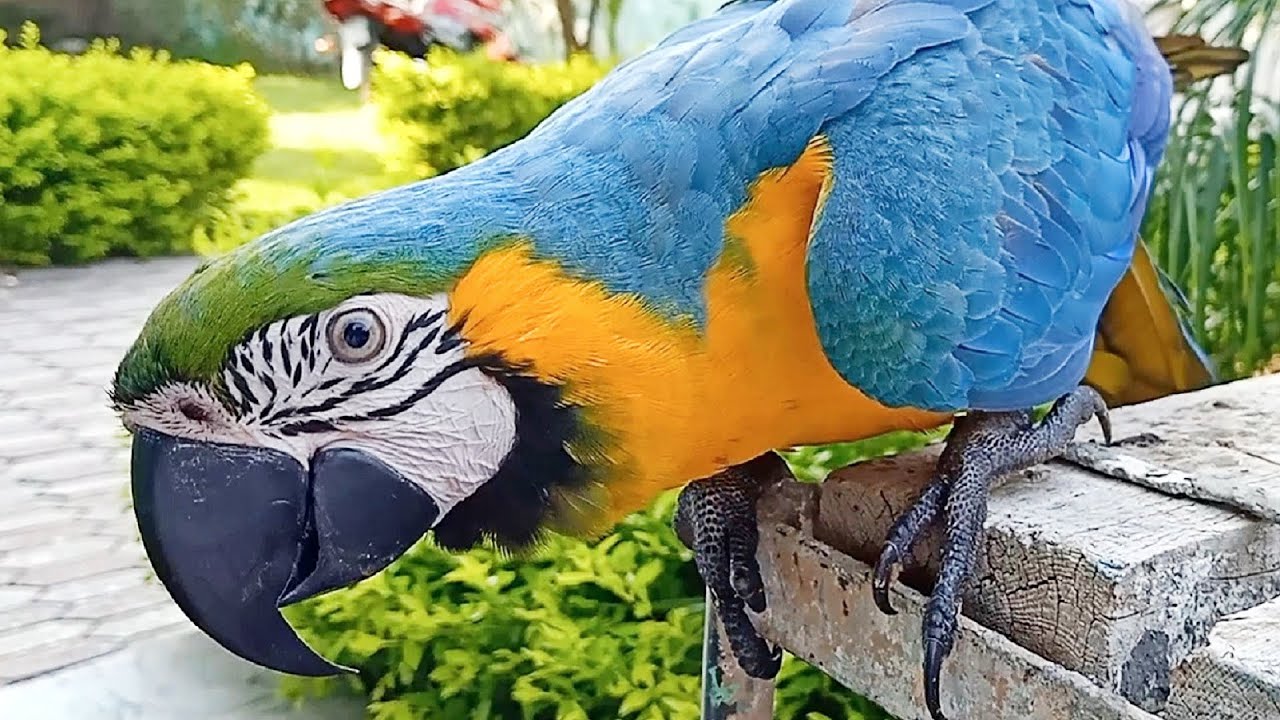 Talking Blue and Gold Macaw