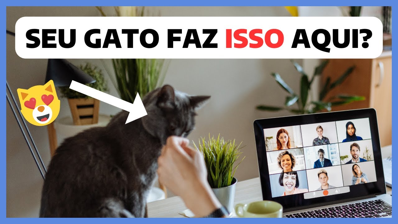 Meios CURIOSOS de como o gato demonstra AFETO  por você! | Será que meu gato gosta de mim?