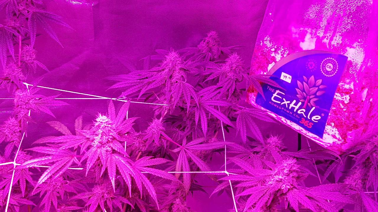 Peppermint kush Week 7
