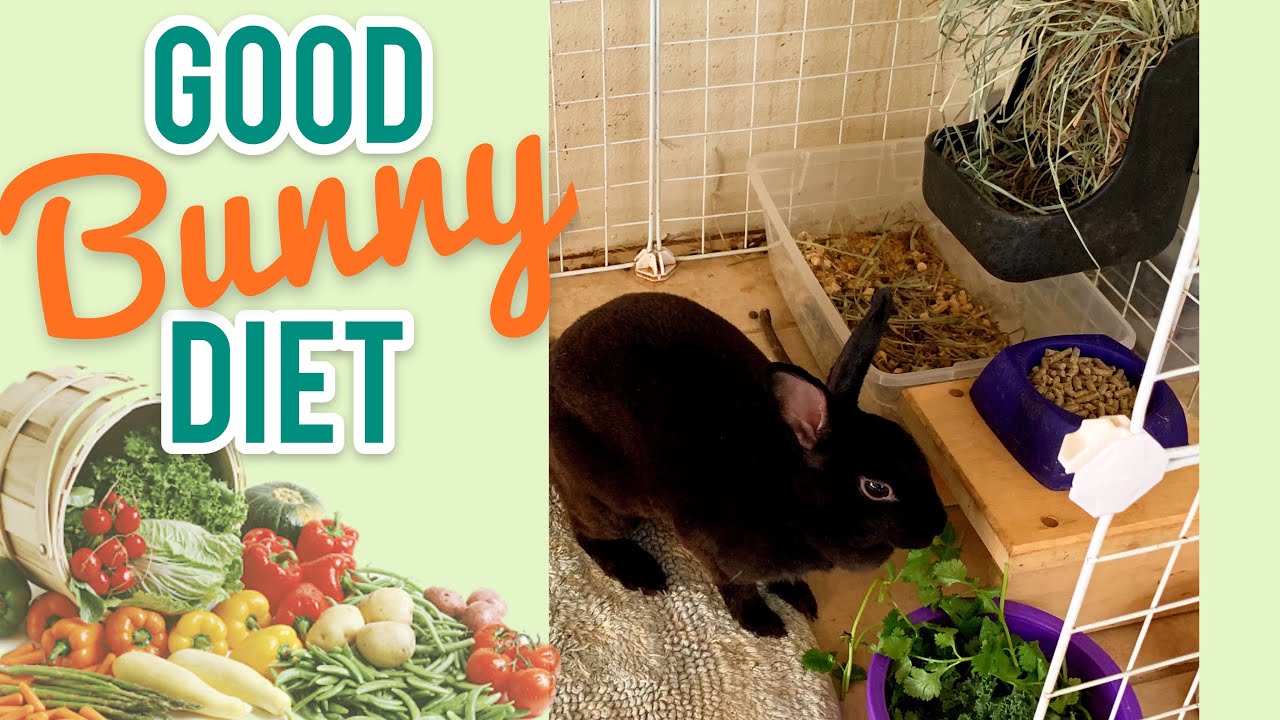 What to feed my bunny? | Good Rabbit Diet
