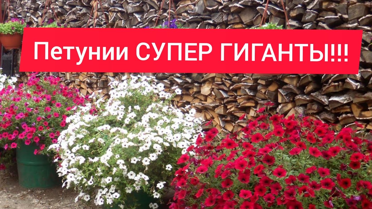 Посев петунии//Супер способ от Бориса Борисова!
