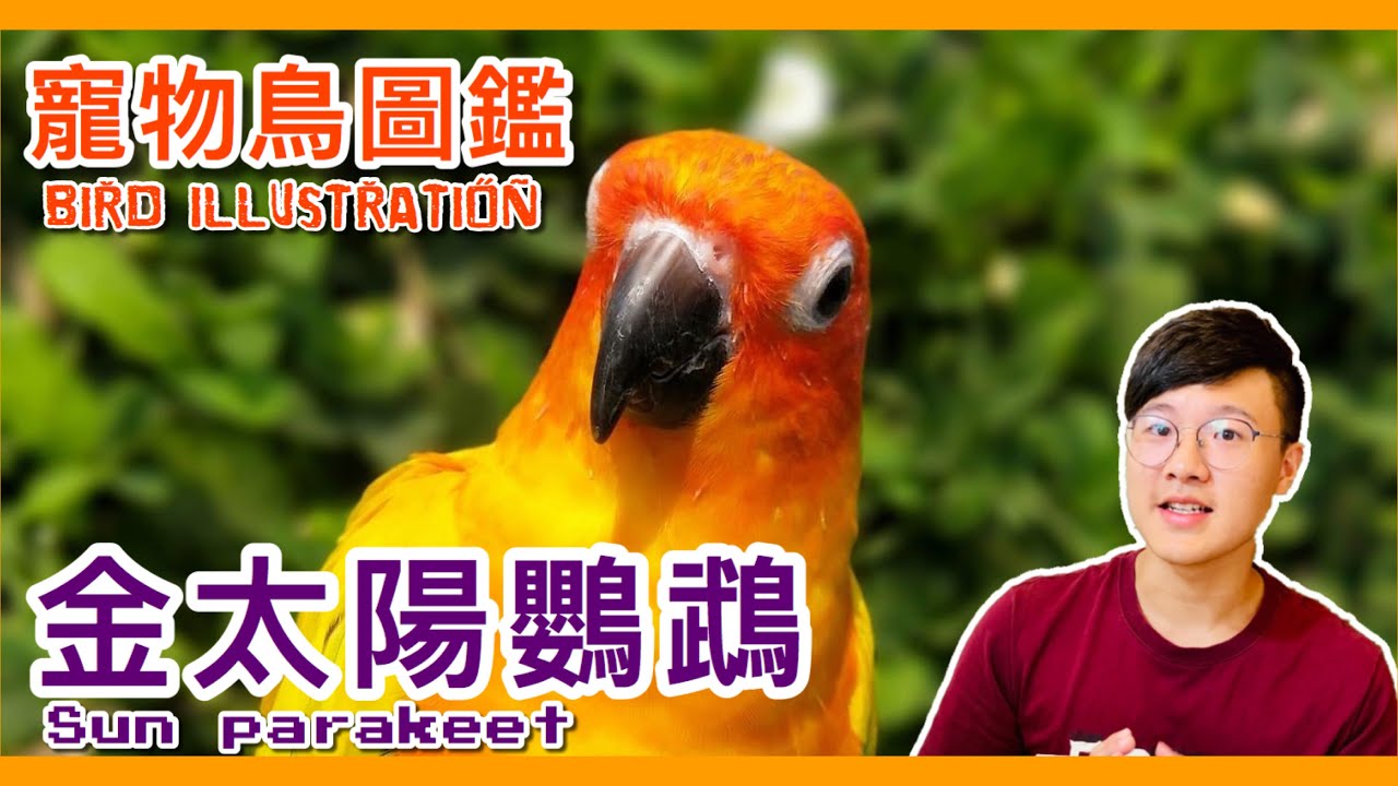 金太陽為什麼比其他中型鸚鵡更常被訓飛？sun parakeet illustrated book 【鸚鵡小木屋】【寵物鳥圖鑑EP9】