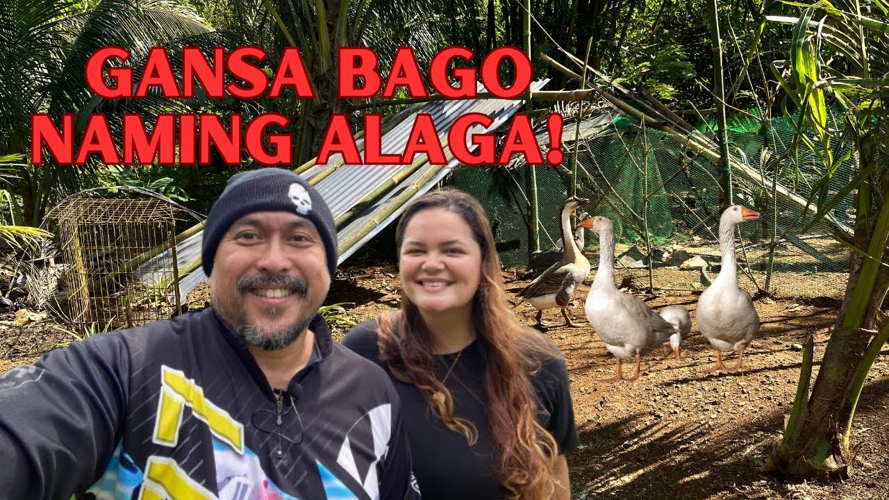 Gansa namin! Goose farming nag start na!