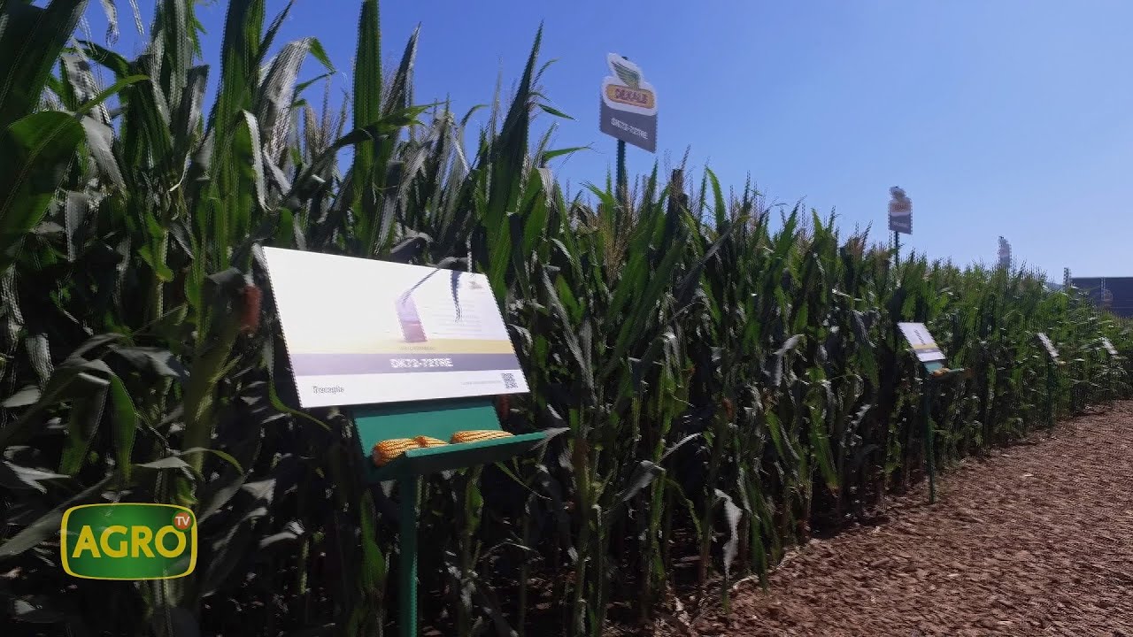 Dekalb: Nueva generación de híbridos de máximo potencial de rinde y estabilidad (#1024 2023-03-25)