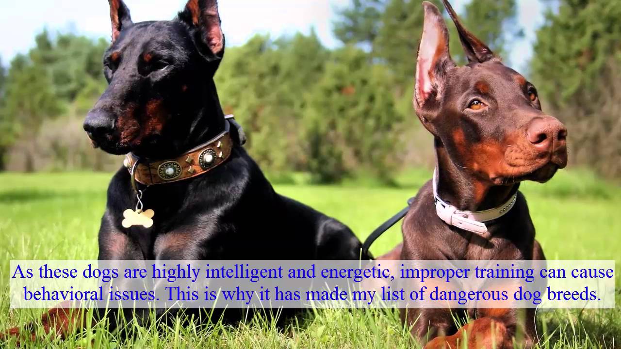 Top 10 Most Dangerous Dog Breeds
