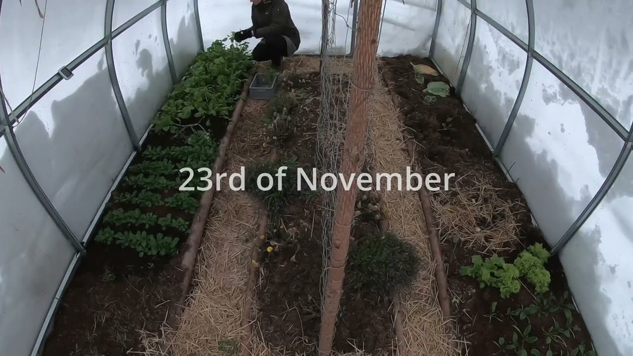Garden in November (Harvest in poly tunnel)