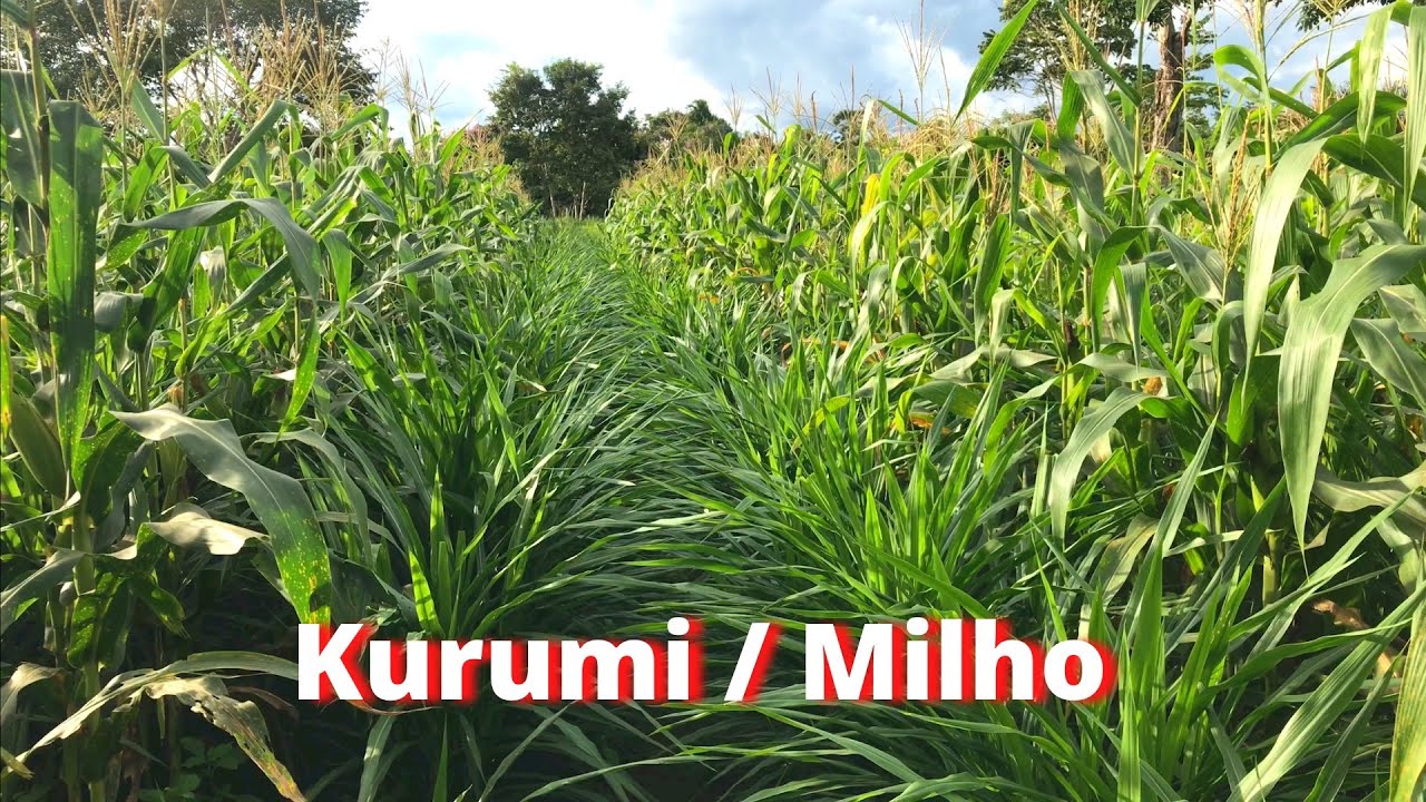 Kurumi consorciado com milho 🤔