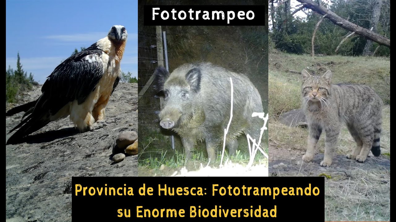Provincia de Huesca: Fototrampeando su Enorme Biodiversidad