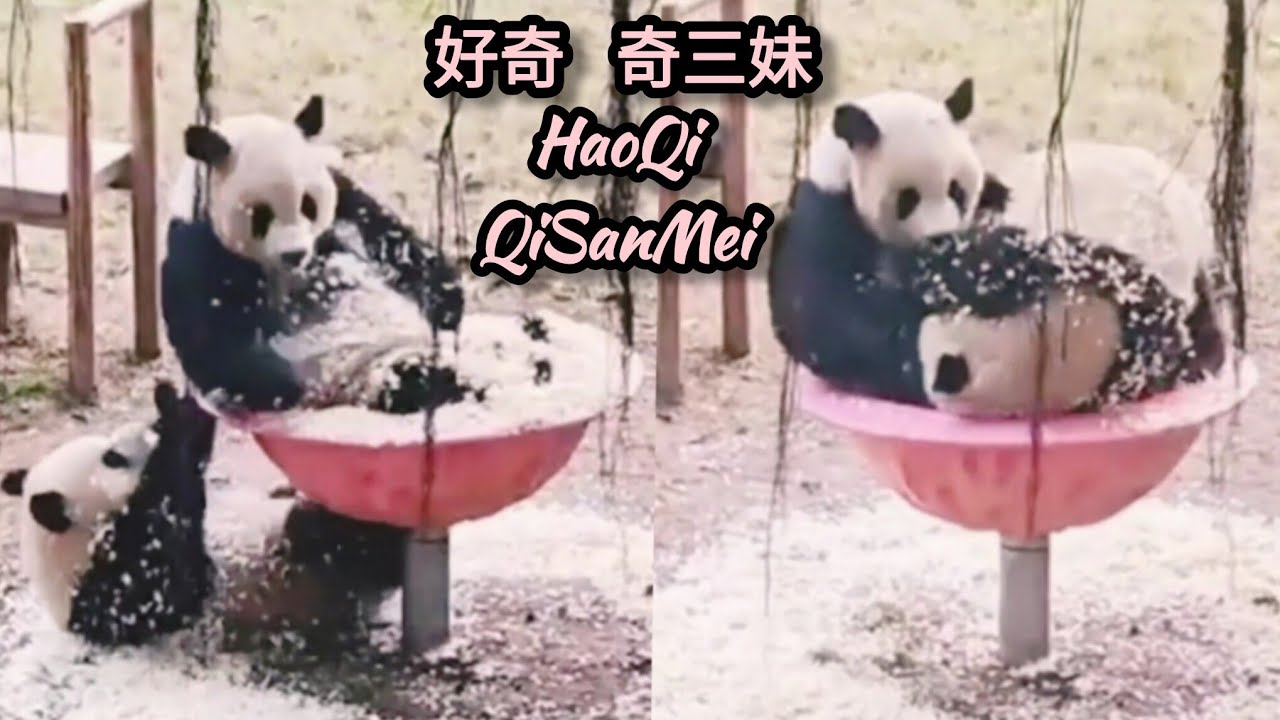 好奇和奇三妹瘋狂玩木屑團團轉 HaoQi & QiSanMei play sawdust spinning bowl crazily 