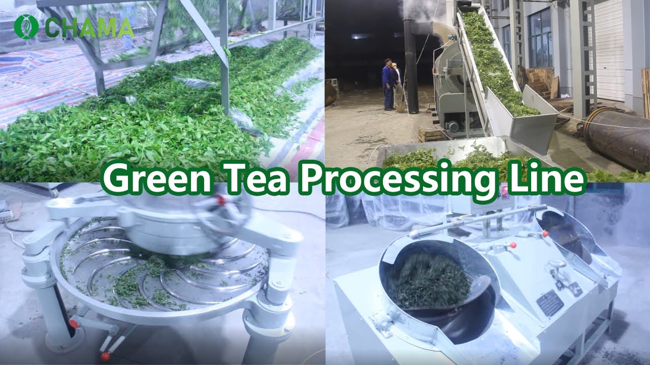 Green tea processing line, tea steamer,  tea fixation machine, tea roller, tea dryer