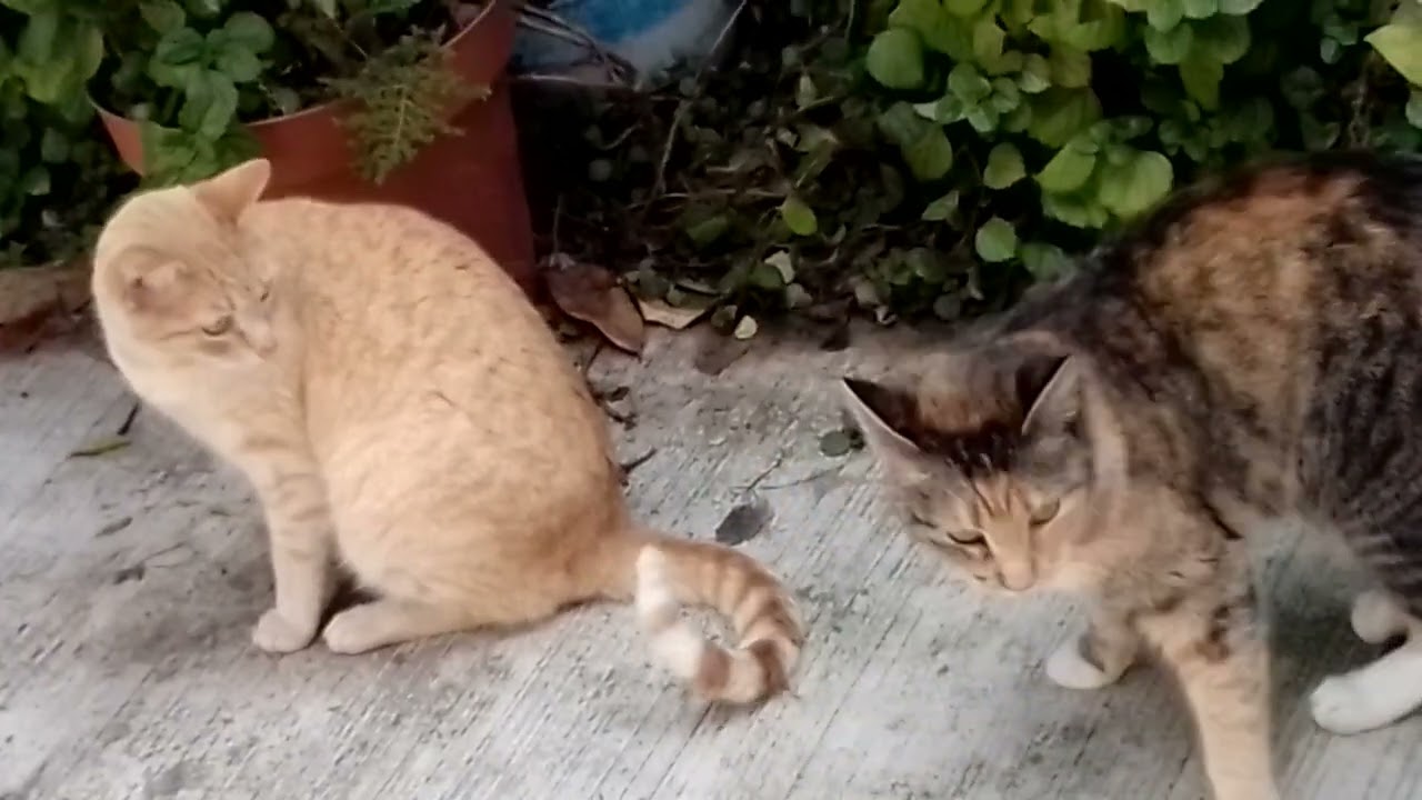 VIENDO a ver qué PUEDEN CAZAR,,,