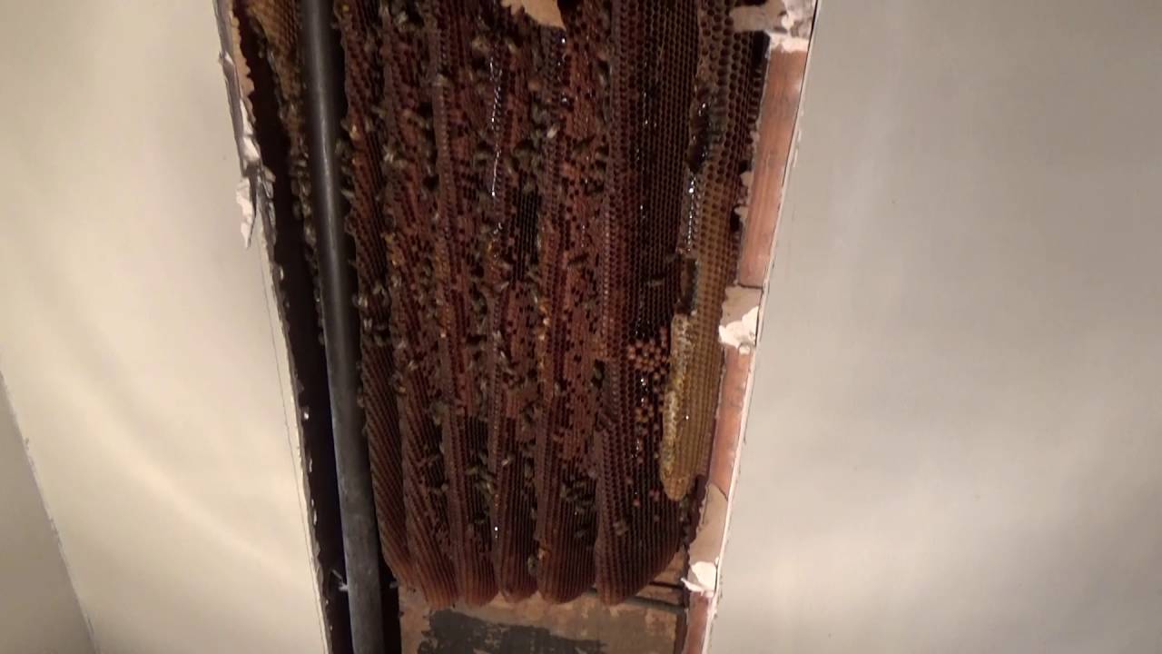 BIG bee hive in wall of a living room.