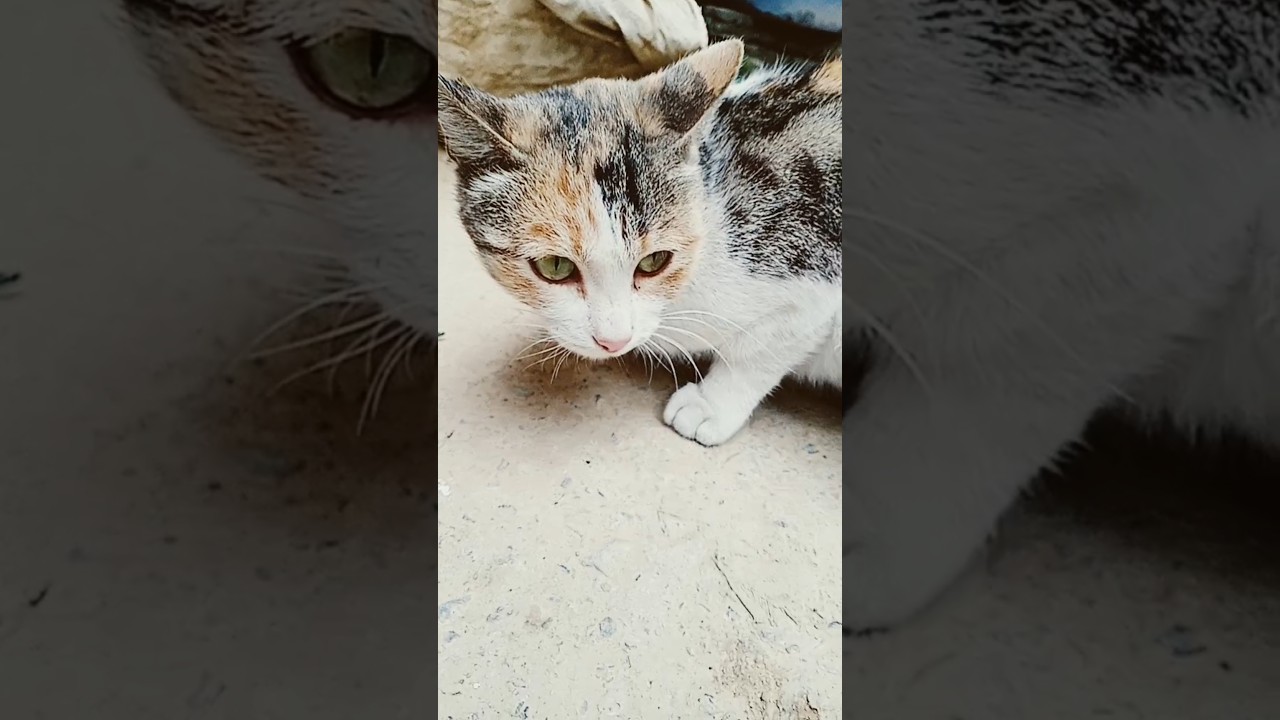 best food for cats 